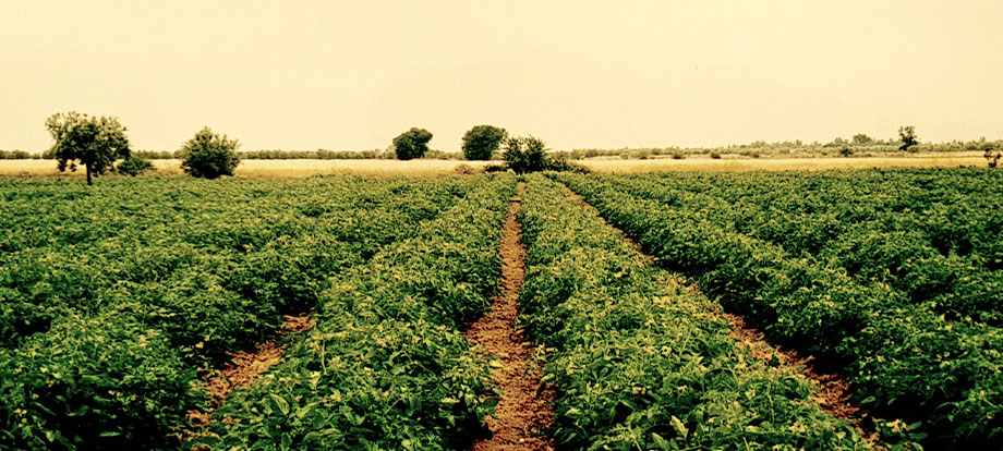 Champs de tomates Jouda