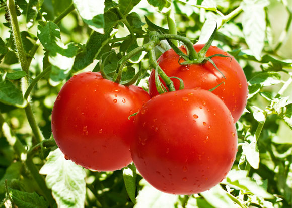 Champs de tomates Jouda