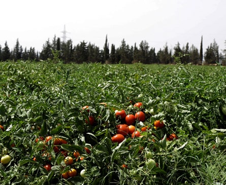 Champs de tomates Jouda